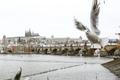 Ilustrační foto, zima, doprava, Praha, holub, racek, práci, Pražský Hrad, Karlův most, panorama