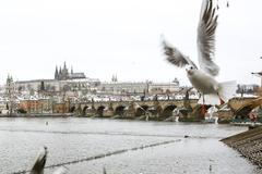 Ilustrační foto, zima, doprava, Praha, holub, racek, práci, Pražský Hrad, Karlův most, panorama