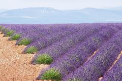 Levandulová pole v Provence