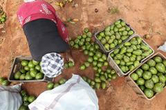 Pěstování avokáda, Angola