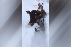 Kamzík pod lavinou, krávy brodící se sněhem. Zvířata a sněhová nadílka v Rakousku