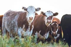 Argentinští býci na pampě hovězí maso ilustrační foto