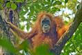 Orangutan tapanulijský