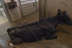 Český trh je pro Poláky důležitý. Mohou o něj i kvůli masu z nemocných krav přijít