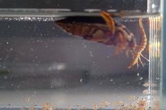 Oteplování planety ovlivní i vodní hmyz. Čeští vědci zjišťují, zda změny klimatu přežije