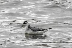 lyskonoh ploskozobý