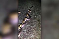 Žáby se před záplavami ukryly na obrovské krajtě