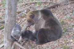 Medvědí rodinka v Polsku