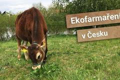 Ekofarmaření v Česku