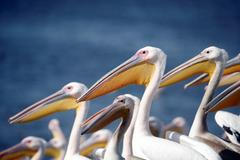 Pelikáni z pražské zoo budou ozdobou londýnského královského parku