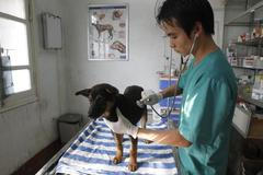 Pes - klinika - psí klinika - Vietnam