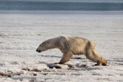 Medvědí uprchlík je zpátky doma. Po 700 km dlouhém výletě ho vysadili zpět na Čukotce
