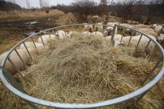 Antonín Zeman, pastevec a pasáček ovcí a koz v Praze