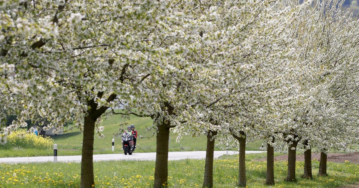 Mrazivá předpověď pro tento týden nepřeje ovocnářům