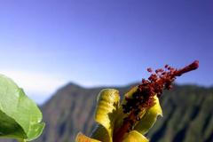 Hibiscadelphus woodii