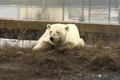 Hladová a vysílená lední medvědice hledá potravu stovky kilometrů od domova