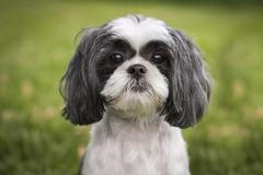 Pes shih-tzu