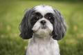 Pes shih-tzu