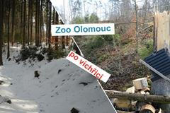 Zoo Olomouc po vichřici