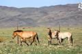 Zoo Praha vrátila koně Převalského zpět do přírody
