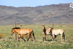 Zoo Praha vrátila koně Převalského zpět do přírody