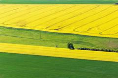 Řepkoland - letecké pohledy na žlutá řepková pole, zabírající více než desetinu půdy