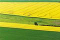 Řepkoland - letecké pohledy na žlutá řepková pole, zabírající více než desetinu půdy