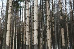 Kůrovcová kalamita v Jeseníkách