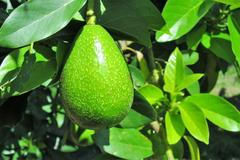 Pěstování avokád v Angole