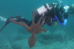 Velká chobotnice zaútočila na potápěče. Několik minut se pokoušela ovinout jeho nohy