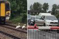 Labutí rodinka zastavila dopravu včetně vlaku. Všichni řidiči trpělivě čekali