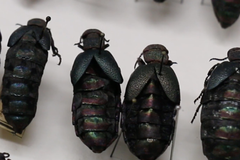 Majka není jediným jedovatým broukem u nás