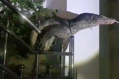 Ještěr zaseknutý v bráně, Bangkok