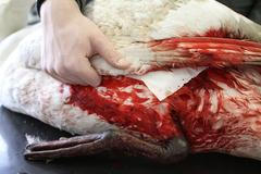 Fotogalerie: Ze života ochránců zvířat_Ne pro články!