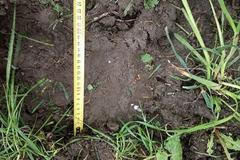 Medvěd u Lopeníku - stopa