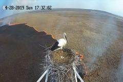 Hořící pole ohrožovalo hnízdění čápa bílého