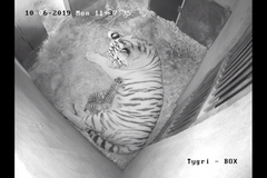 Ve zlínské zoo porodila tygřice Tanja tři mláďata