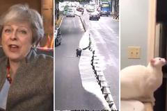 Brexitové vtípky: Oheň u Mayové, zborcený sklad i nešikovná kočka