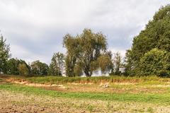 České sucho v obrazech: Vyschlá přehrada Pařížov a slunečnice spálené sluncem