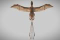 Ambopteryx longibrachium
