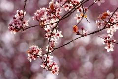 Jaro v pražské Tróji. Sakury v zámeckém parku a botanická zahrada