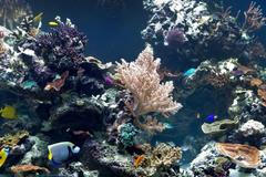 Korálové útesy - podmořská výstava v Londýně