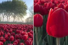 Tulipánové království. Sledujte romantické záběry z rozkvetlého Holandska