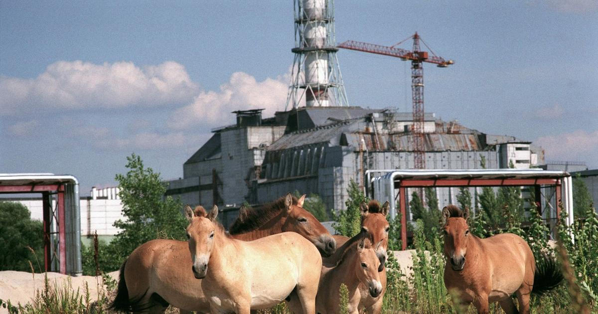 Pro zvířata je lepší jaderná havárie než přítomnost lidí. Co se ukázalo za 40 let od Černobylu?