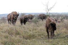 Druhá várka zubrů je v Česku