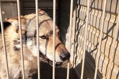 Mlácení psů neuznávám, zlomí je to, i vlčáka někdy musíte upiškotkovat, říká Kouřil