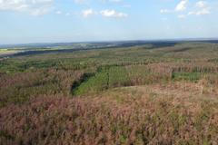 Borové lesy v Polabí