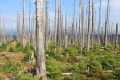 Bezzásahová zóna v Národním parku Šumava se obnovuje