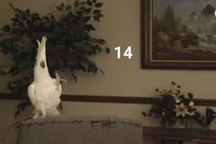 Vědci potvrzují, papoušek Snowball zatančí 14 a více pohybů