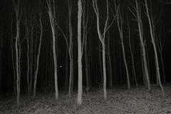 Vladimíra Kotra: Les